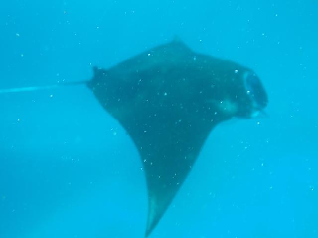Nusa Penida Manta Ray