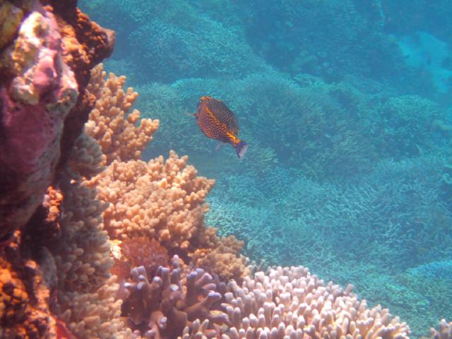 Menjangen Reef