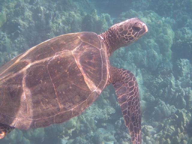 Hawaiian Turtle